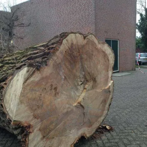images/001almere/Boom-verwijderen-bomen-rooien-Zwanenburg-Haarlem-Amsterdam-016-480x480-182