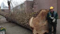 images/001almere/Boom-verwijderen-bomen-rooien-Zwanenburg-Haarlem-Amsterdam-018-257x145-08b