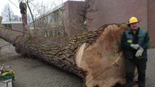 images/001almere/Boom-verwijderen-bomen-rooien-Zwanenburg-Haarlem-Amsterdam-018-320x180-67f