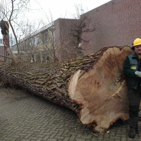 images/001almere/Boom-verwijderen-bomen-rooien-Zwanenburg-Haarlem-Amsterdam-018-480x480-182