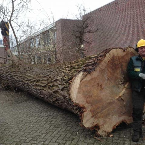 images/001almere/Boom-verwijderen-bomen-rooien-Zwanenburg-Haarlem-Amsterdam-018-480x480-df7