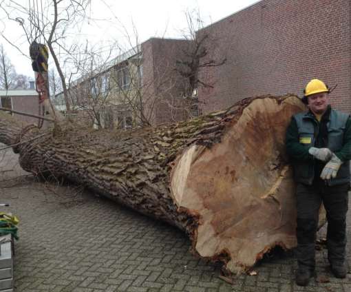 images/001almere/Boom-verwijderen-bomen-rooien-Zwanenburg-Haarlem-Amsterdam-018-510x424-6bf
