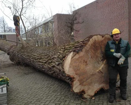 images/001almere/Boom-verwijderen-bomen-rooien-Zwanenburg-Haarlem-Amsterdam-018-530x424-ade
