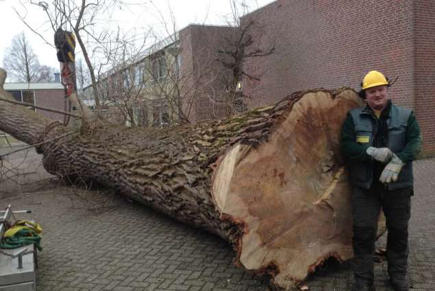 images/001almere/Boom-verwijderen-bomen-rooien-Zwanenburg-Haarlem-Amsterdam-018-635x424-e48