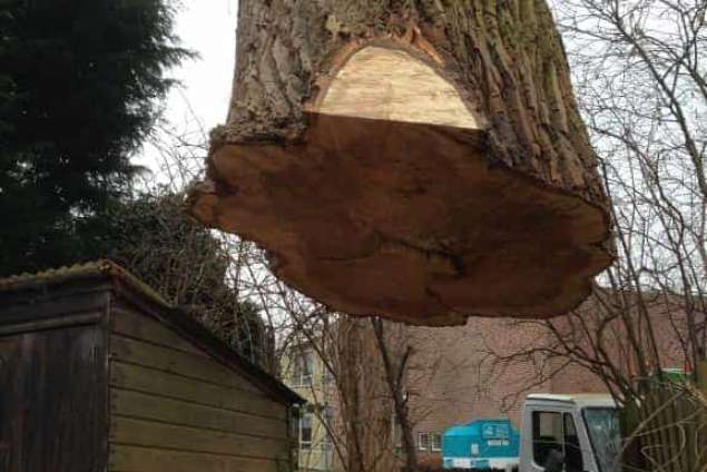 dikke boom verwijderen