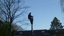 images/003dongen/het rooien van een berkenboom in waalwijk-257x145-4f2
