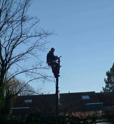 images/003dongen/het rooien van een berkenboom in waalwijk-390x424-bdc