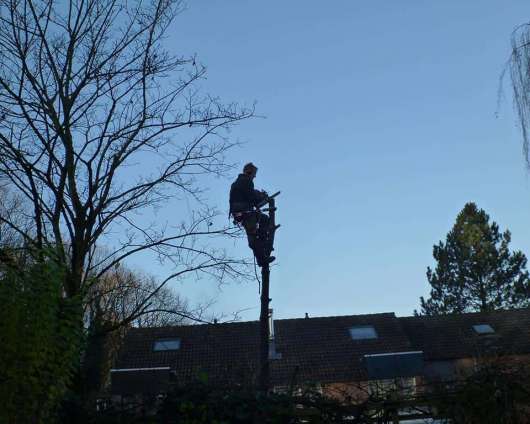images/003dongen/het rooien van een berkenboom in waalwijk-530x424-4bb