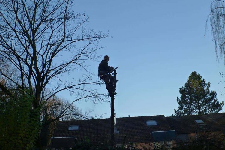 images/003dongen/het rooien van een berkenboom in waalwijk-750x500-11f