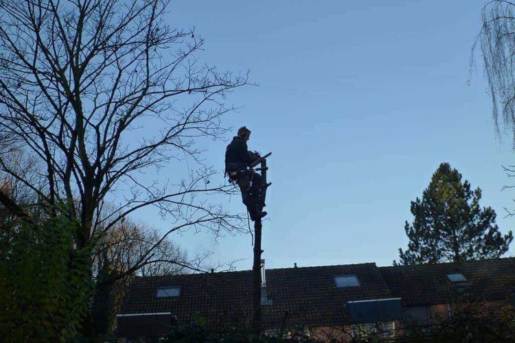 images/003dongen/het rooien van een berkenboom in waalwijk-750x500-b9b