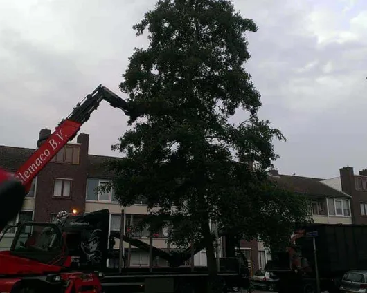 images/005 bomen rooien schindel/1 Boom kappen Bergen op Zoom-530x424-a40