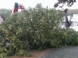 images/005 bomen rooien schindel/1 Boom verwijderen uit achtertuin Bergen op Zoom-250x188-09d
