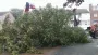 images/005 bomen rooien schindel/1 Boom verwijderen uit achtertuin Bergen op Zoom-90x51-1e6