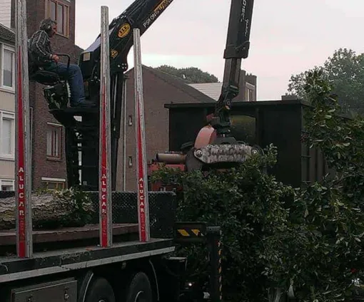 images/005 bomen rooien schindel/1 Indicatie kosten bomen rooien Bergen op Zoom-510x424-254