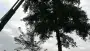 images/005 bomen rooien schindel/1 bomen rooien kappen Bergen op Zoom-90x51-1e6