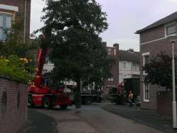 images/005 bomen rooien schindel/1 boom rooien Bergen op Zoom-250x188-d01