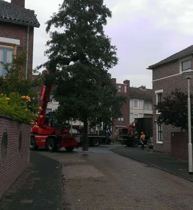 images/005 bomen rooien schindel/1 boom rooien Bergen op Zoom-390x424-aee