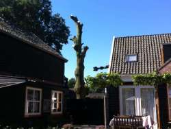 images/005 bomen rooien schindel/beuken boom rooien Helvoirt-250x188-d01
