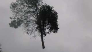 images/005 bomen rooien schindel/bomen rooien in geldrop 6(1)-320x180-b58