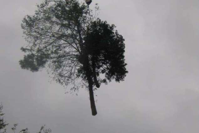 images/005 bomen rooien schindel/bomen rooien in geldrop 6(1)-635x424-7c2