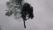 images/005 bomen rooien schindel/bomen rooien in geldrop 6-210x119-b2b