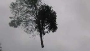 images/005 bomen rooien schindel/bomen rooien in geldrop 6-290x163-3ec