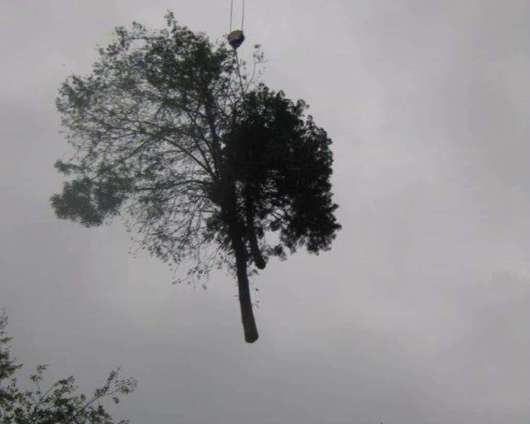 images/005 bomen rooien schindel/bomen rooien in geldrop 6-530x424-4bb