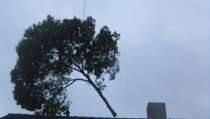 images/005 bomen rooien schindel/bomen rooien waalwijk 7-210x119-b2b