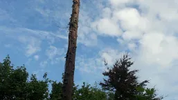 images/005 bomen rooien schindel/coniferen verwijderen uit achtertuin-257x145-a9f