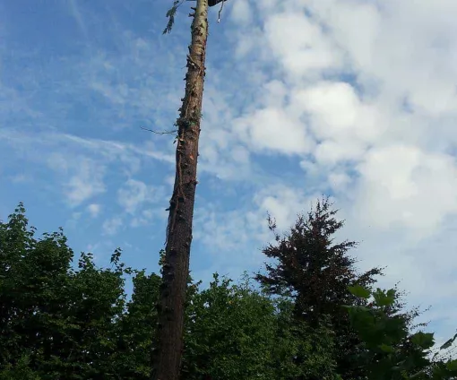 images/005 bomen rooien schindel/coniferen verwijderen uit achtertuin-510x424-18f