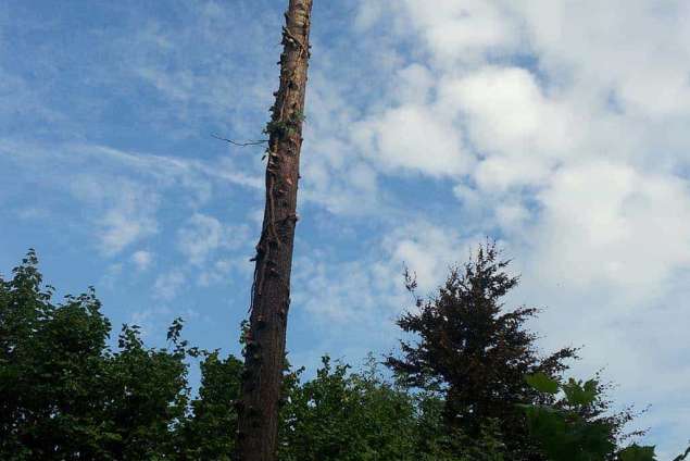 images/005 bomen rooien schindel/coniferen verwijderen uit achtertuin-635x424-2f6
