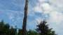 images/005 bomen rooien schindel/coniferen verwijderen uit achtertuin-90x51-2f8