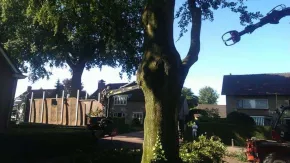 images/005 bomen rooien schindel/dikke bomen rooien Dordrecht-290x163-74c