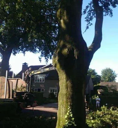 images/005 bomen rooien schindel/dikke bomen rooien Dordrecht-390x424-aee