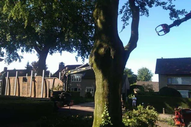 images/005 bomen rooien schindel/dikke bomen rooien Dordrecht-635x424-eaf