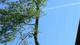images/006 berkenboom kappen/Amrikaanse eikenbomen rooien Tilburg-160x90-8dc