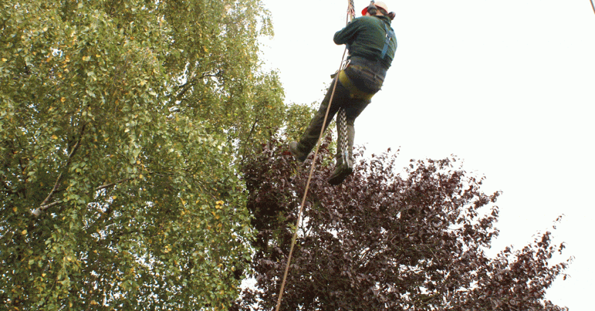 images/006 berkenboom kappen/berkenboom rooien uit achtertuin in udenhout-1200x628-721.gif