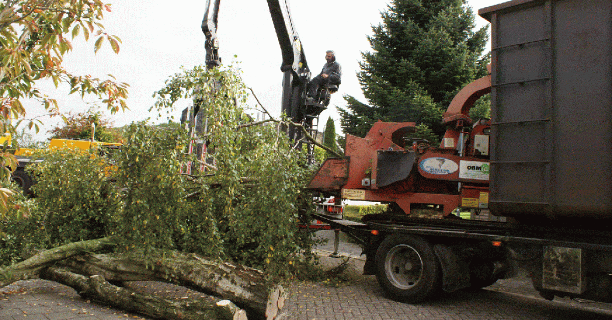 images/006 berkenboom kappen/bomen rooien bomen kappen in roosendaal(1)-1200x628-721.gif