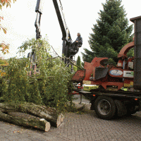 images/006 berkenboom kappen/bomen rooien bomen kappen in roosendaal(1)-200x200-12b.gif