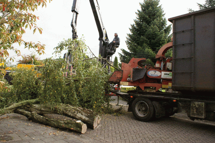images/006 berkenboom kappen/bomen rooien bomen kappen in roosendaal-750x500-bc2.gif