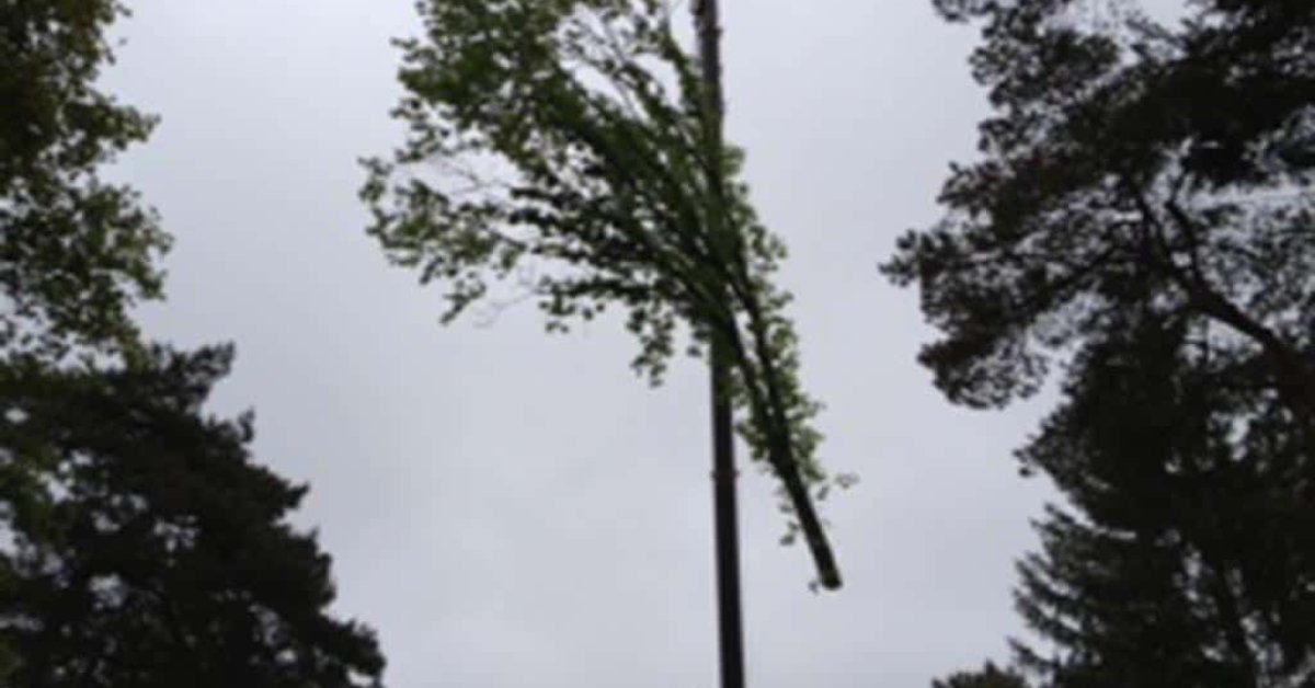images/006 berkenboom kappen/eiken bomen rooien tilburg-1200x628-8e9