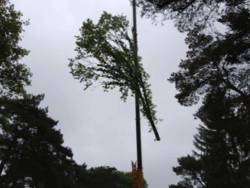 images/006 berkenboom kappen/eiken bomen rooien tilburg-250x188-3da