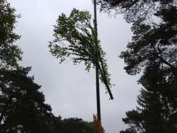 images/006 berkenboom kappen/eiken bomen rooien tilburg-250x188-a41