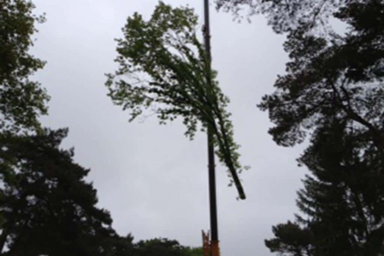 images/006 berkenboom kappen/eiken bomen rooien tilburg-750x500-bb0