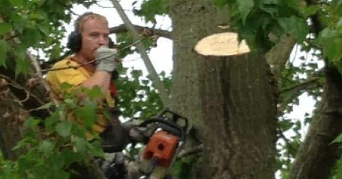 Boom Verwijderen Boom Kappen Stronken Frezen - A Van Spelde Hoveniers