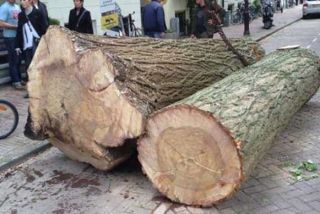 Bomen kappen Bergen op Zoom