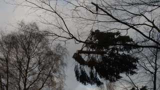 verwijderen van stormschade aan bomen, deze boom is door een zomerstorm omgewaaid. opruimen van bomen in Geldrop