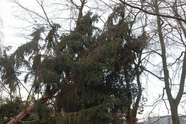 het verwijderen van een omgewaaide boom door een storm, opruimen van de takken en afvoeren naar de stort. bomen vellen in Geldrop Eindhoven