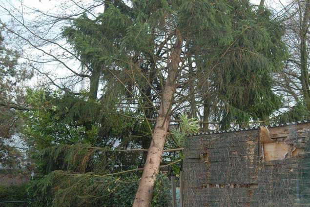 Het opruimen van een dennenboom die omgewaaid was door de storm. in Geldrop