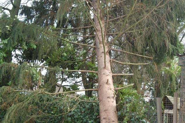 opruimen van een omgewaaide boom in een achtertuin in Geldrop